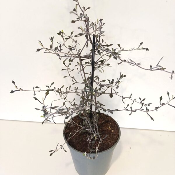 Corokia cotoneaster