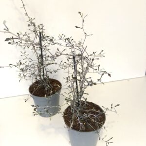 Corokia cotoneaster