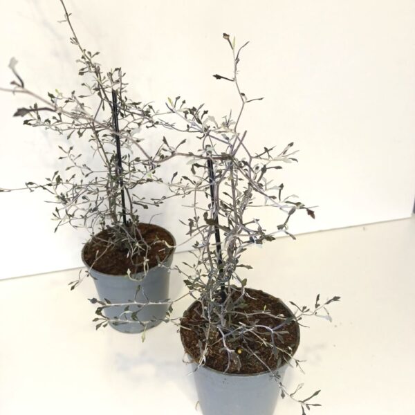 Corokia cotoneaster