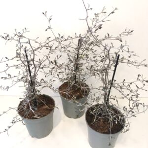 Corokia cotoneaster