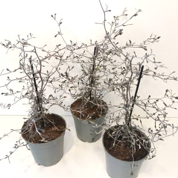 Corokia cotoneaster Corokia cotoneaster