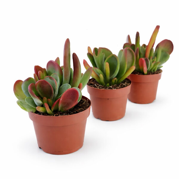 Kalanchoe-Oricula