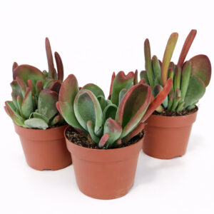 Kalanchoe-Oricula