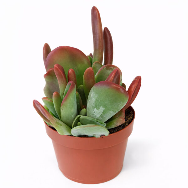 Kalanchoe-Oricula