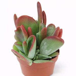 Kalanchoe-Oricula