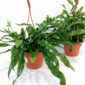 Microsorum Diversifolium