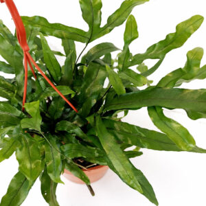 Microsorum Diversifolium