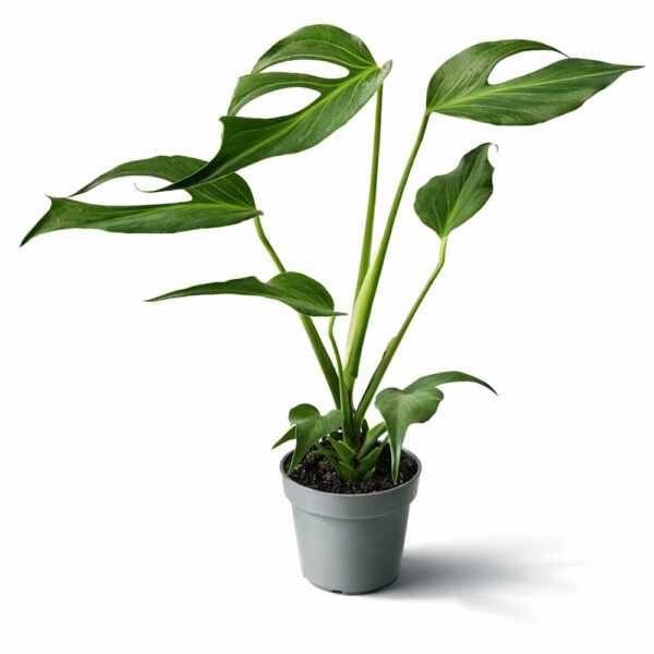 Monstera Burle Marx Flame Monstera Burle Marx Flame