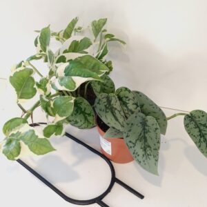 Pnącza na podporze - Scindapsus+Epipremnum+Podpórka