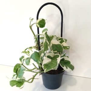 Pnącza na podporze - Scindapsus+Epipremnum+Podpórka