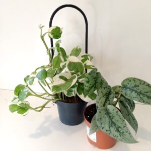Pnącza na podporze - Scindapsus+Epipremnum+Podpórka