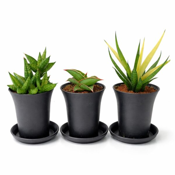 Sansevieria Easy Start – Trio Sansevieria Easy Start – Trio