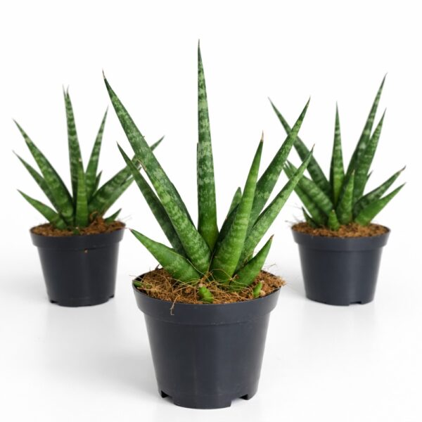 Sansevieria Francisii Sansevieria Francisii