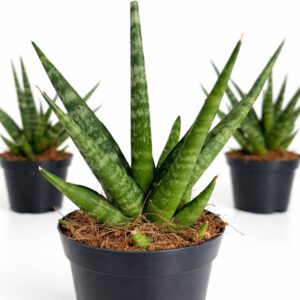 Sansevieria Francisii