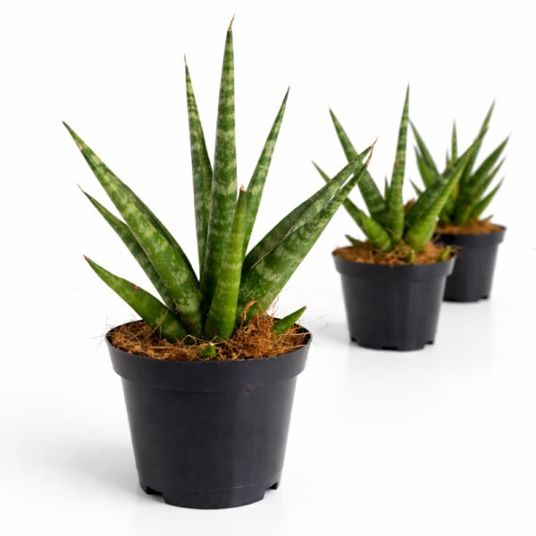 Sansevieria Francisii