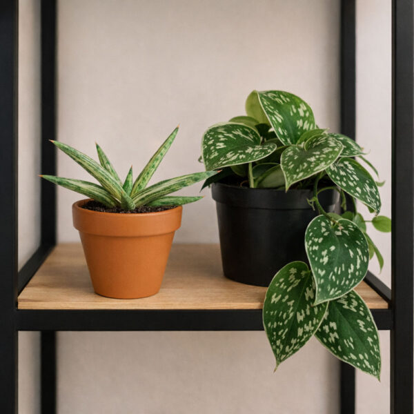 Sansevieria Lavranos+Scindapsus Argyraeus