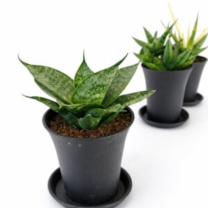 Sansevieria Mix 3 szt. - obrazek 5