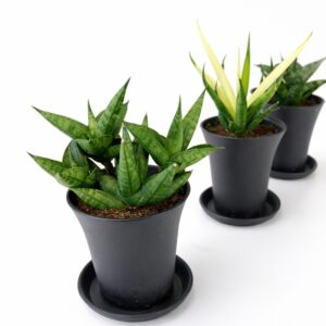 Sansevieria Mix 3 szt. - obrazek 4