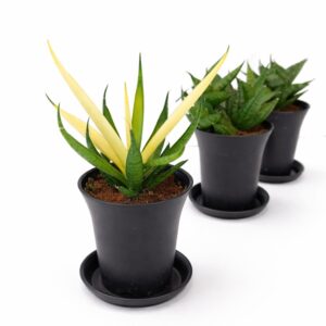 Sansevieria Mix 3 szt. - obrazek 3