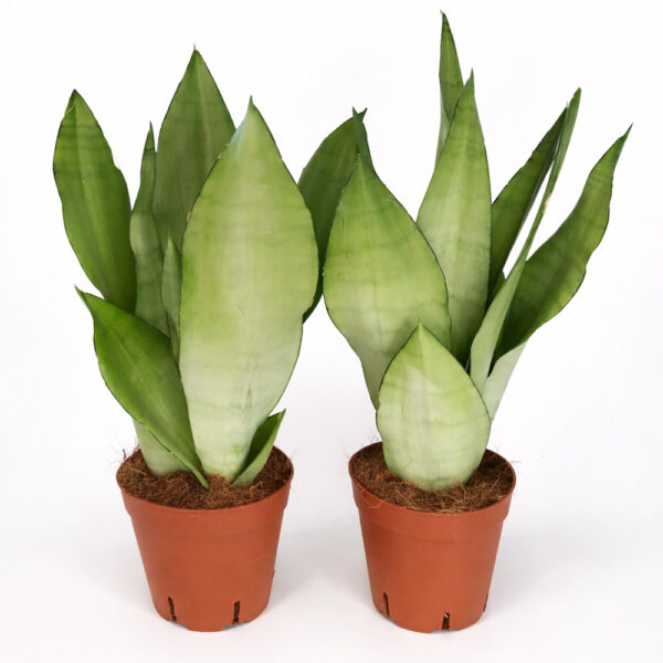 Sansevieria-Moonshine Sansevieria-Moonshine
