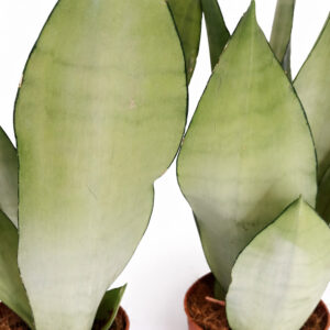 Sansevieria-Moonshine