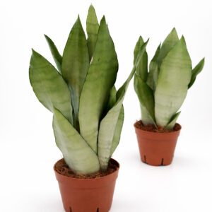 Sansevieria-Moonshine