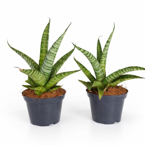 Sansevieria Queen Marble