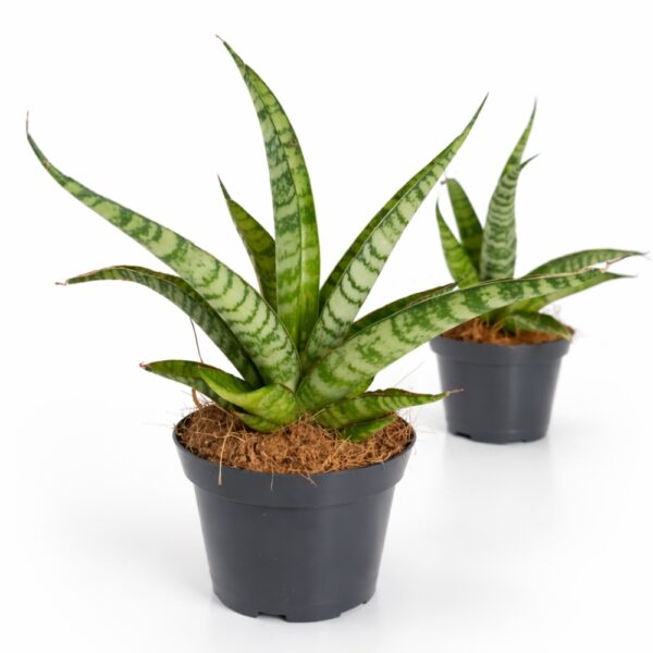 Sansevieria Queen Marble Sansevieria Queen Marble