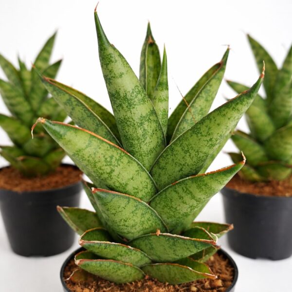 Sansevieria Tough Lady Sansevieria Tough Lady
