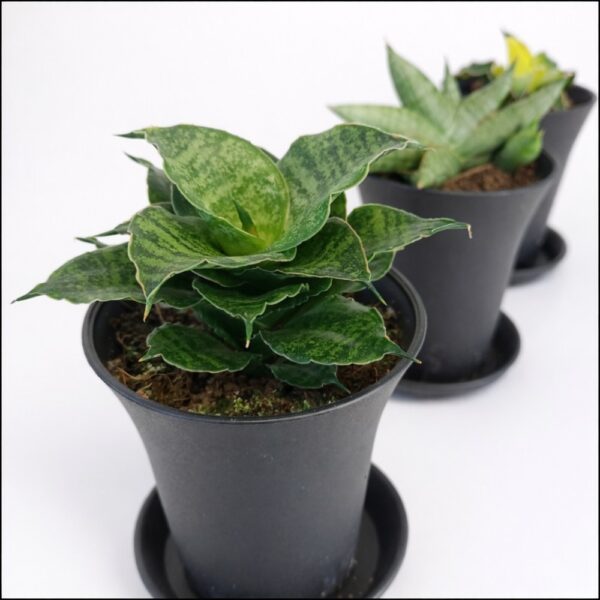 Sansevieria Trio – Start bez stresu