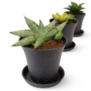 Sansevieria Trio – Start bez stresu