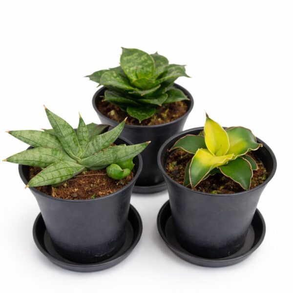 Sansevieria Trio – Start bez stresu Sansevieria Trio – Start bez stresu