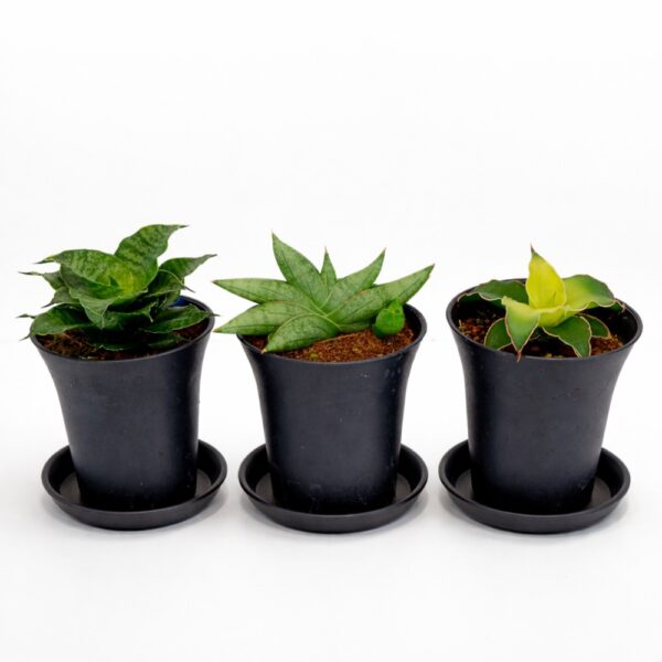 Sansevieria Trio – Start bez stresu