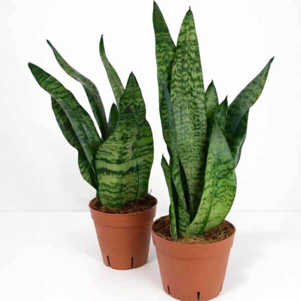 Sansevieria Zeylanica Sansevieria Zeylanica