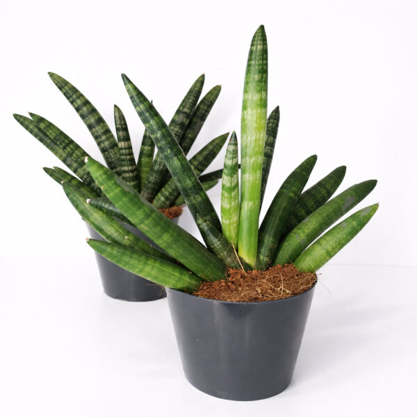 Sansevieria-cylindrica-Boncel Sansevieria-cylindrica-Boncel