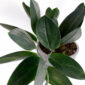Scindapsus-Dark-Form