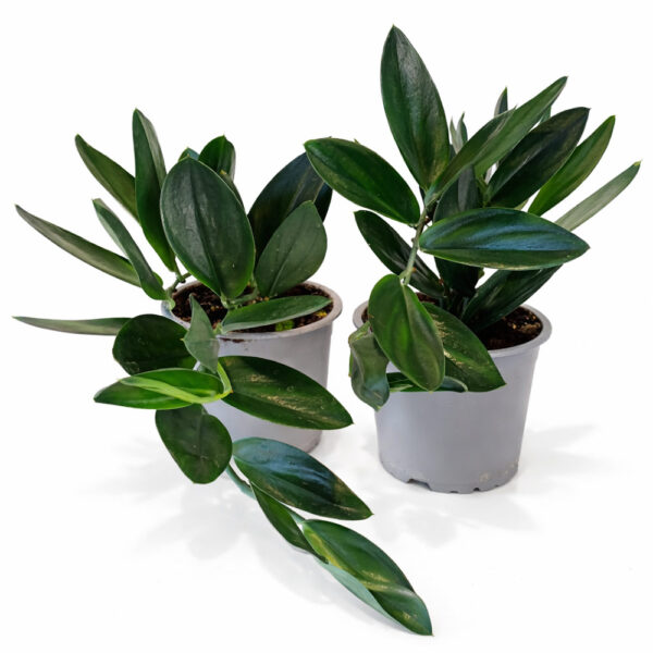 Scindapsus-Dark-Form Scindapsus-Dark-Form