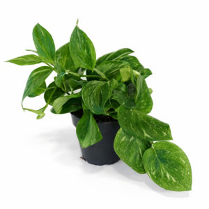 Scindapsus Rubicon