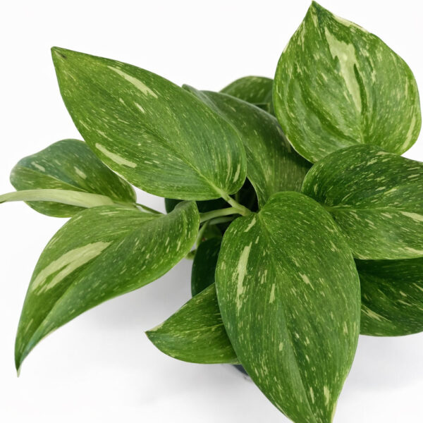 Scindapsus Rubicon