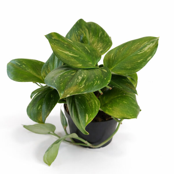 Scindapsus Rubicon