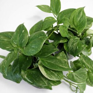 Scindapsus Rubicon