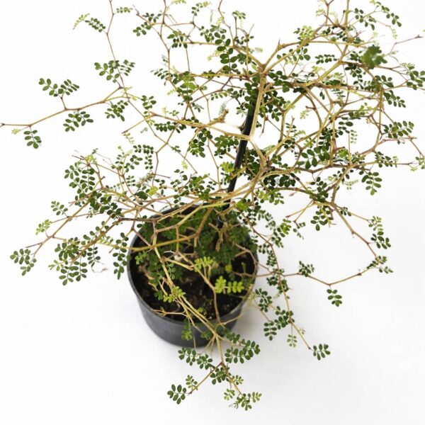 Sophora Prostrata