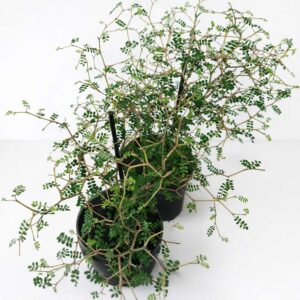 Sophora Prostrata