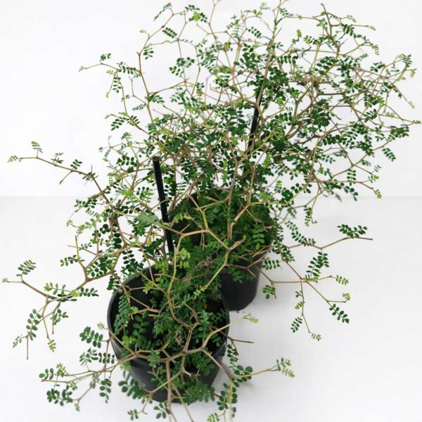 Sophora Prostrata