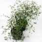 Sophora Prostrata