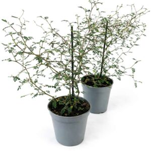 Sophora Prostrata