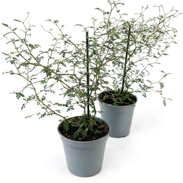 Sophora-Prostrata2 Sophora Prostrata