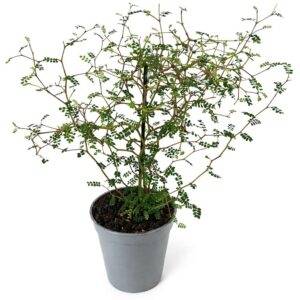 Sophora Prostrata