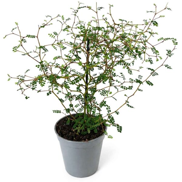 Sophora Prostrata