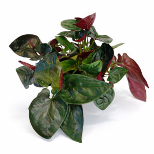Syngonium-Red-Arrow